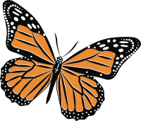 Monarch Butterfly