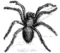tarantula