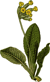 Cowslip
