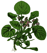 Sweet Violet