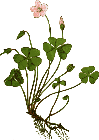 Wood Sorrel