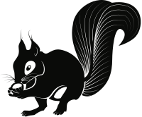 Squirrel 