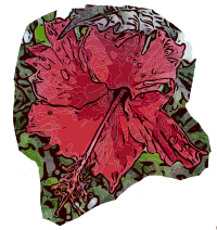 Okinawan Hibiscus