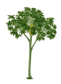 Papaya tree
