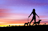 Woman Walking Dogs at Sunset - Remix