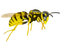 Yellow Jacket