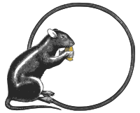 Old Rat Eating Frame
