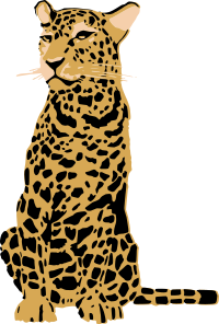 Sitting leopard