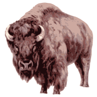 American Bison