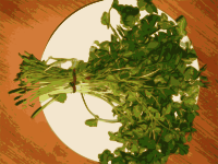Fresh Coriander