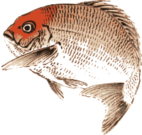 Seabream