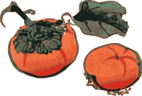 Persimmons