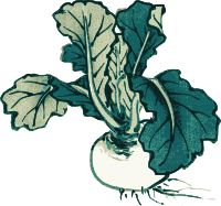 Daikon Radish