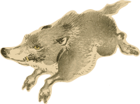 Boar