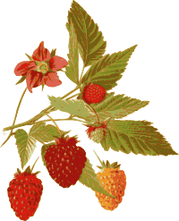 Salmonberry