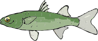 A Mullet Fish