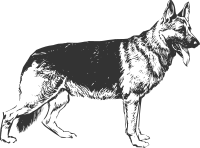 Line art German shepherd