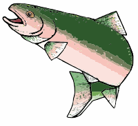 A rainbow trout