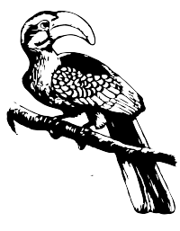 A b-w Horn bill bird from Africa