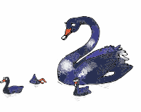 Black Swan with chicks