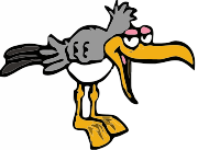 A seagull