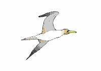 A Gannet