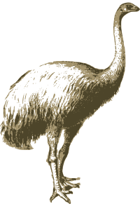 Moa