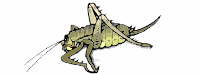 A Weta insect from New Zealand