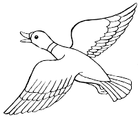 A flying duck