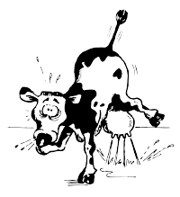 Sneezing Cow