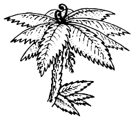 A Punga Fern in New Zealand