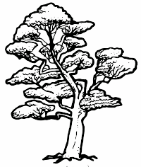 A Beech Tree in New Zealand