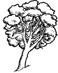 A Native Tree in New Zealand