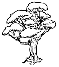 A Native Rata tree in New Zealand