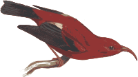 Hawaiian Iiwi