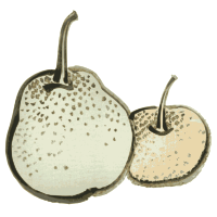 Asian Pears