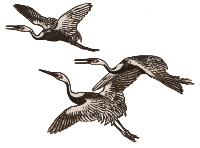 Asian Cranes