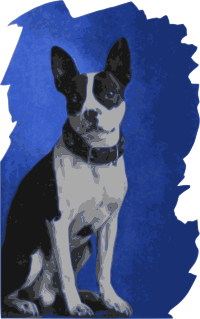 Dog on Blue