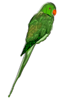parrot