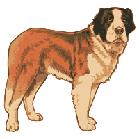 St Bernard Dog