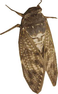 Summer Bug Cicada