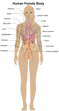 Female Body Diagram