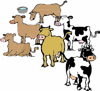 A Herd of Cows