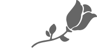 Single Rose