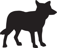 Coyote