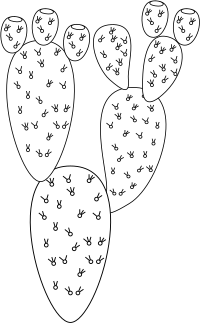 Opuntia ficus-indica