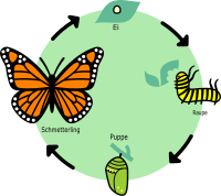Butterfly's Lifecycle - German