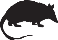 Armadillo