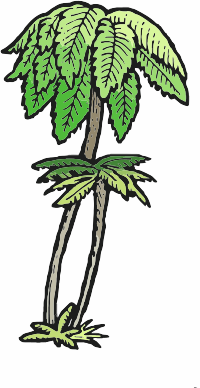 Punga Tree Fern
