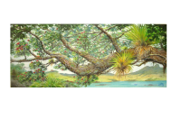 Pohutukawa Tree Branch
